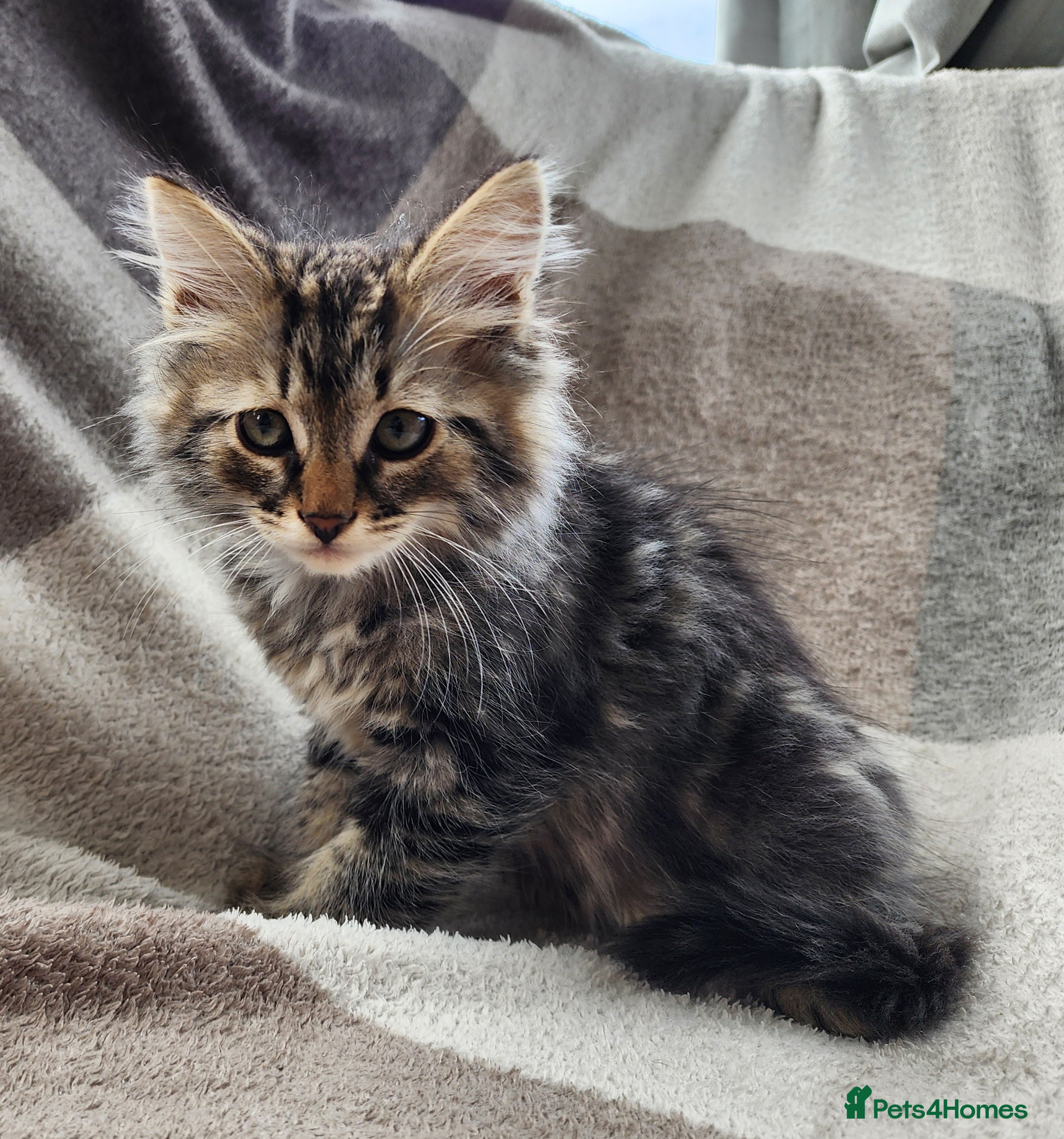 Siberian cats Traditional pure Siberian kittens, TICA reg - Advert 2