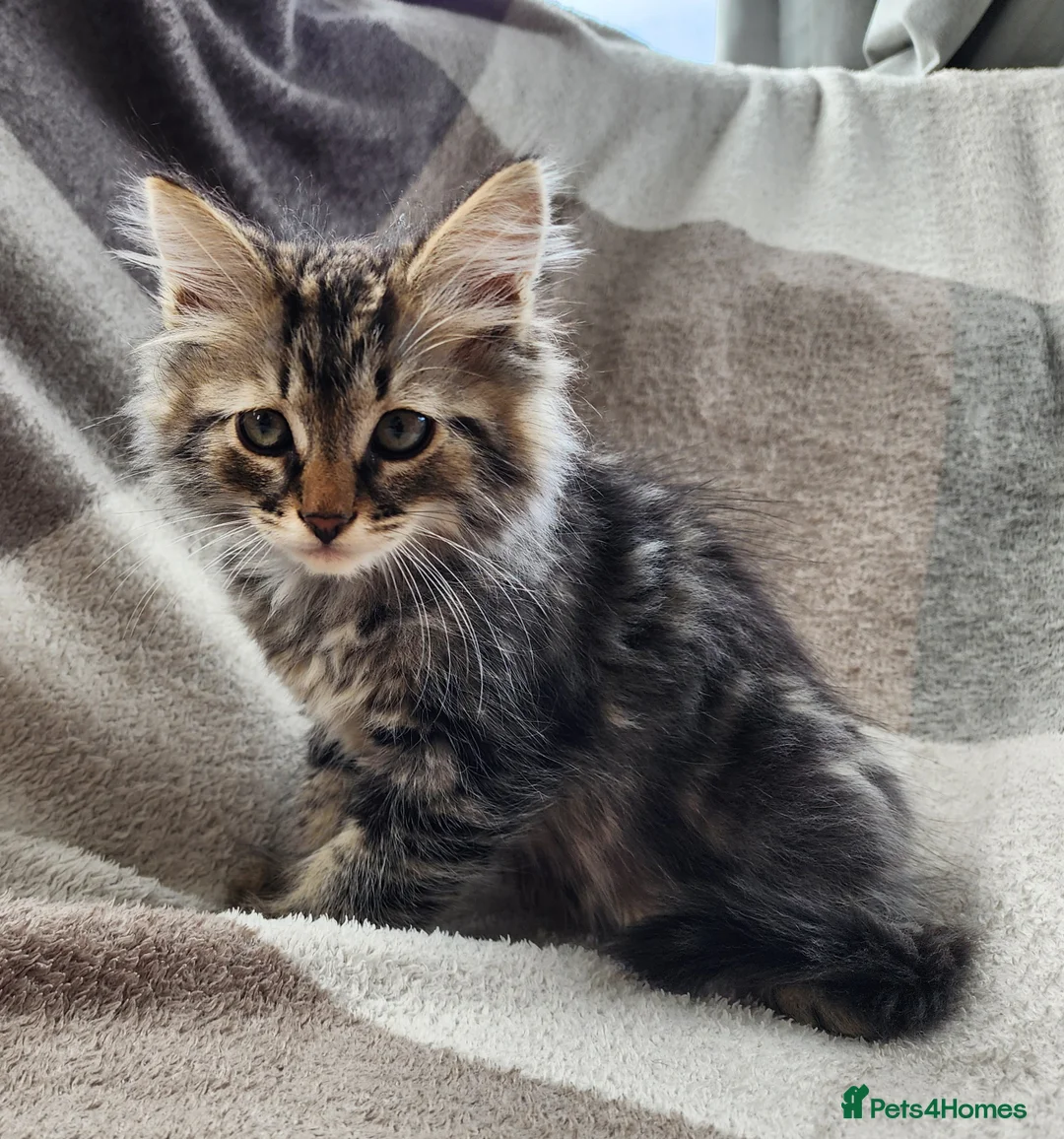 Siberian cats for sale: Traditional pure Siberian kittens, TICA reg - Advert 2