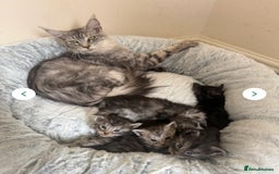 Maine Coon cats for sale: Pedigree xl size 3 last females  - Image 1