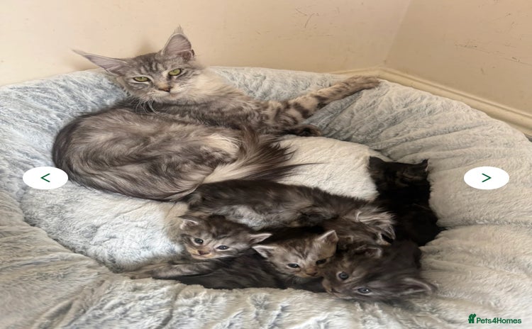 Maine Coon cats - Advert 14