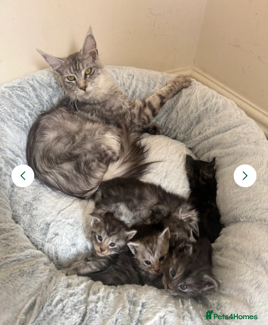 Maine Coon cats for sale: Pedigree xl size 3 last females  - Image 1