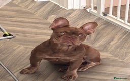 French Bulldog dogs for sale: Kronk Rojo French bulldog  - Image 8