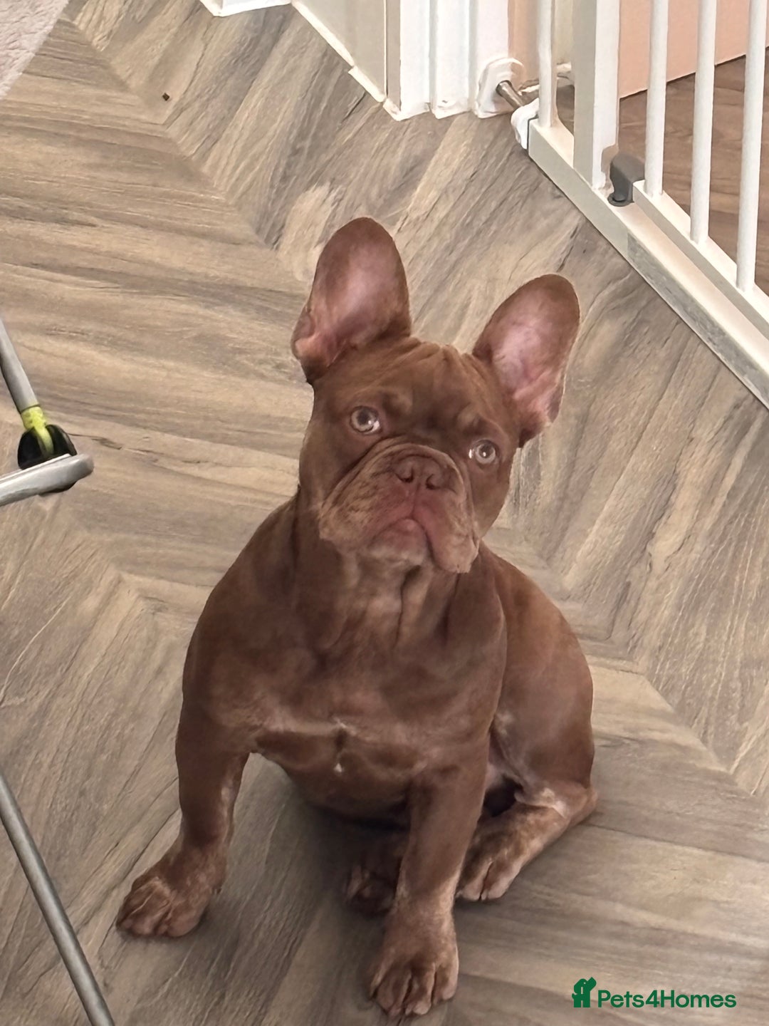 French Bulldog dogs for sale: Kronk Rojo French bulldog  - Image 8