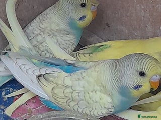 Budgerigars birds - Advert 6