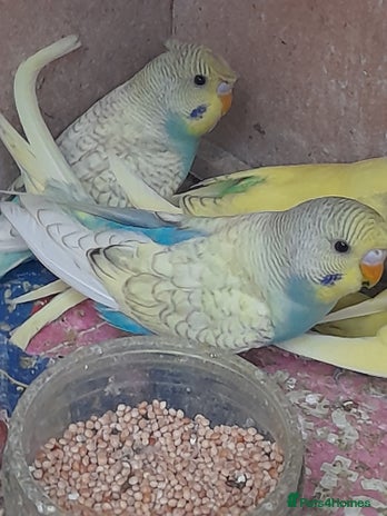 Budgerigars birds - Advert 12