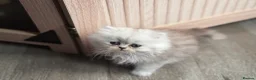 Persian cats for sale: Re listed due to timewaster persian grey kitten,  - Advert 4