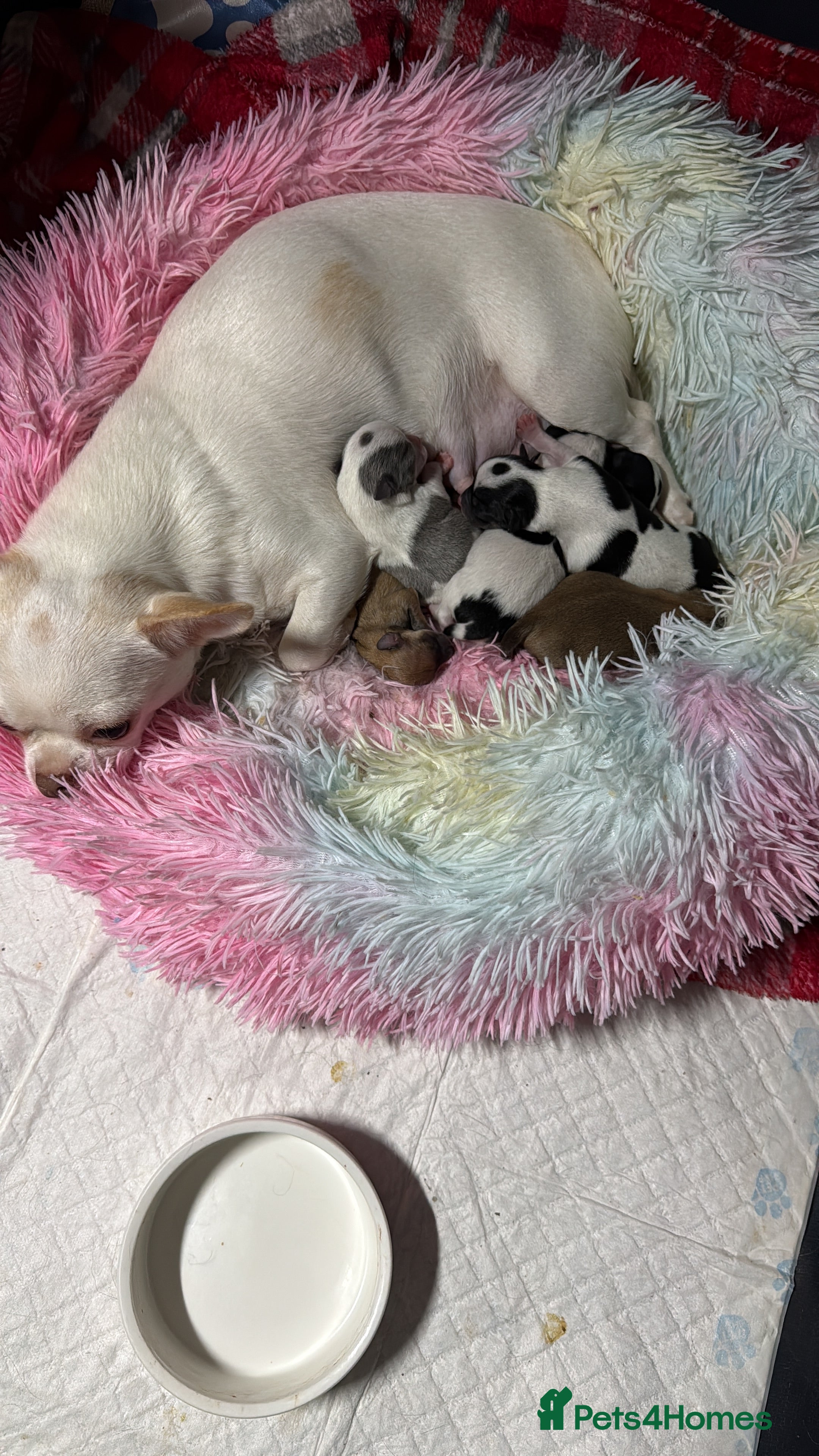 Chihuahua dogs Gorgeous little Tea cup Chihuahua puppies - Advert 1