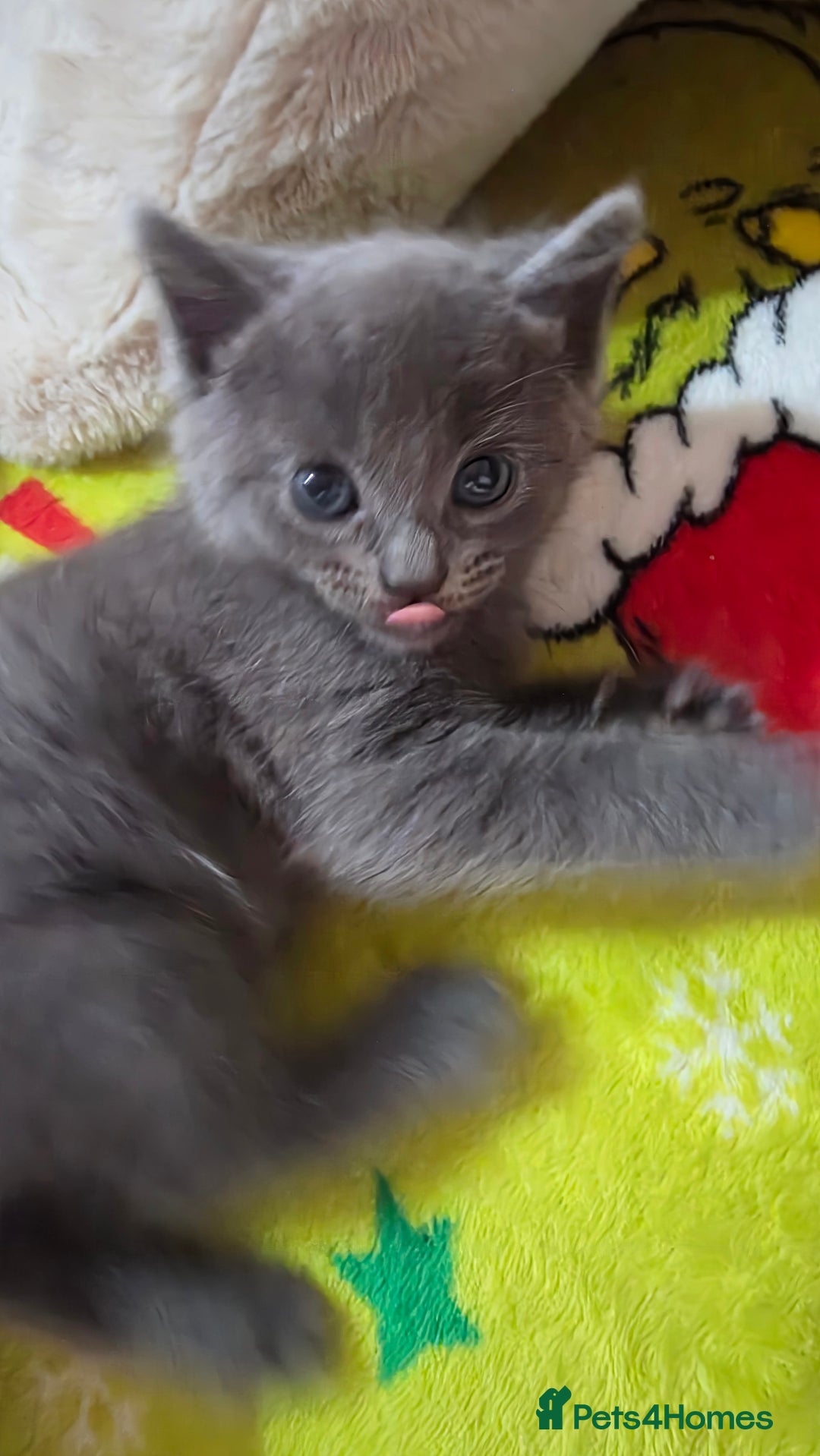 Ragdoll cats for sale: 3 beautiful ragdoll cross Persian kittens - Advert 9