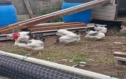 Chickens poultry for sale: 5 Light sussex  - Image 2