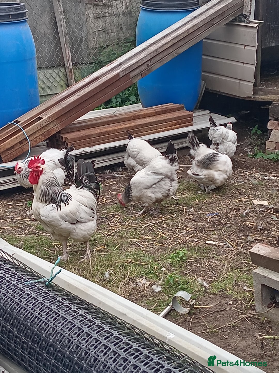 Chickens poultry for sale: 5 Light sussex  - Image 2