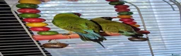 Finches birds for sale: Mixes - Advert 5