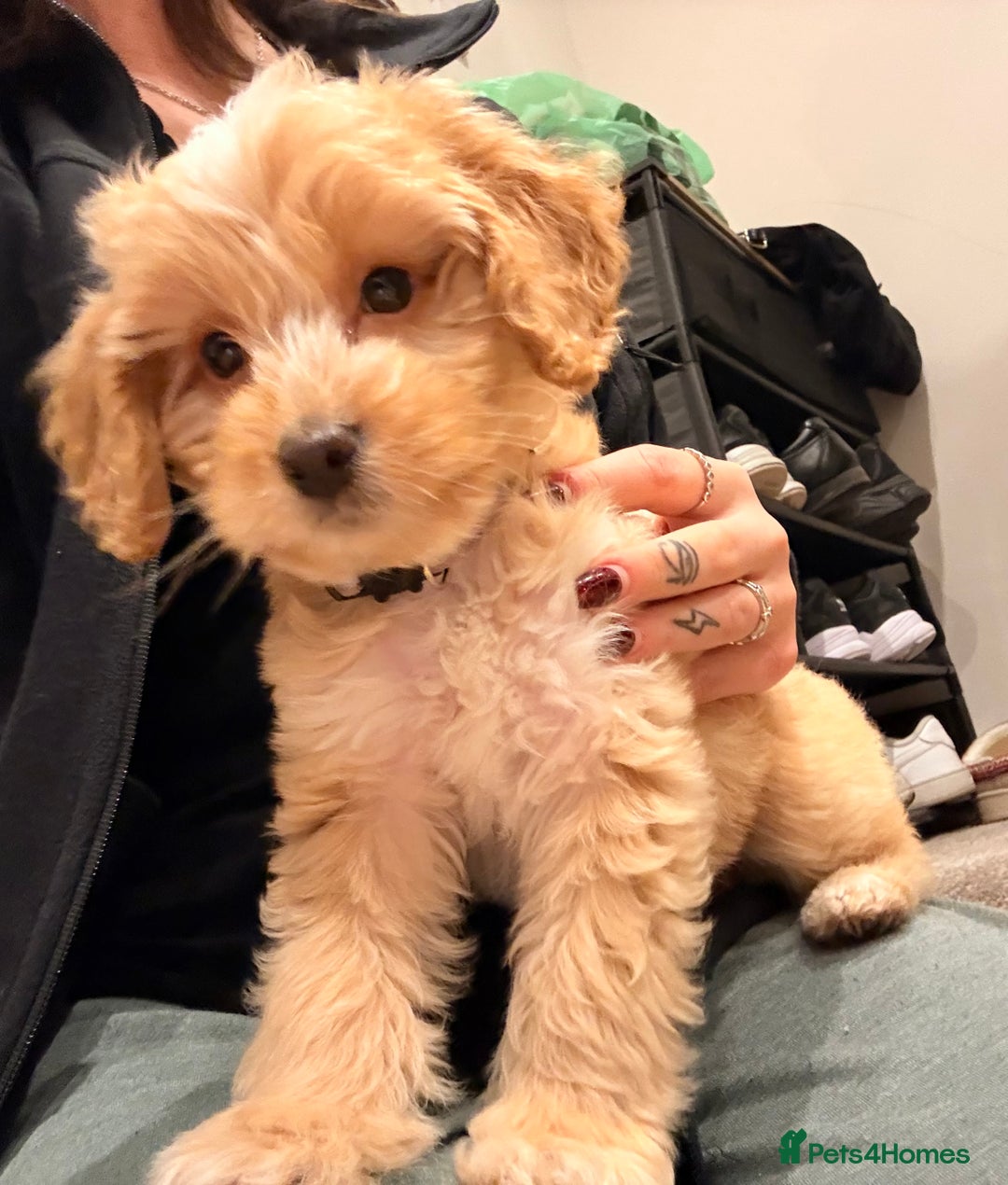 Cockapoo dogs for sale: Butter a little golden cockapoo - Advert 4