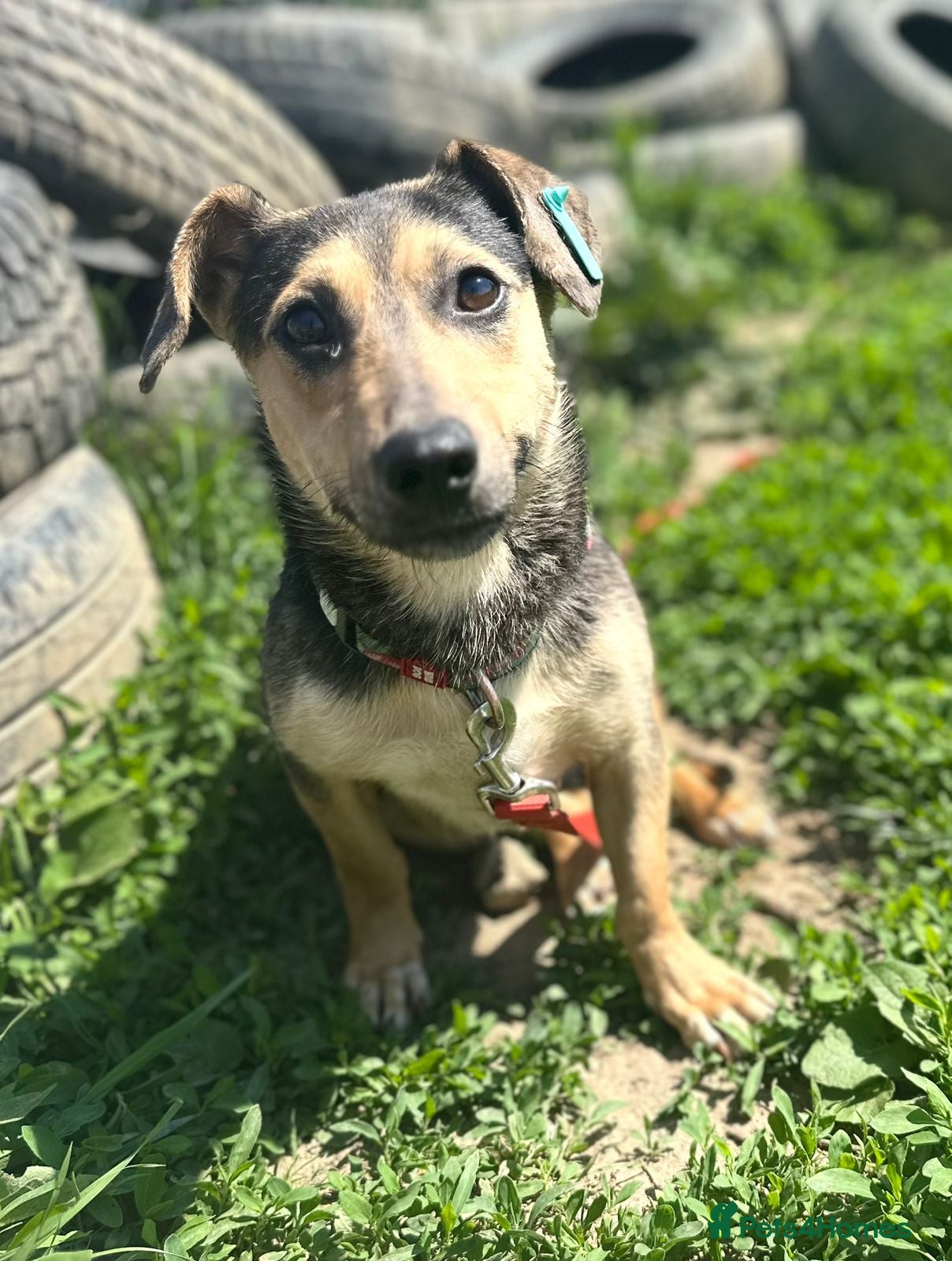 Mixed Breed dogs 💙 VOLT: LOOKS AT PEOPLE LIKE THEY MEAN EVERYTHING - Advert 2