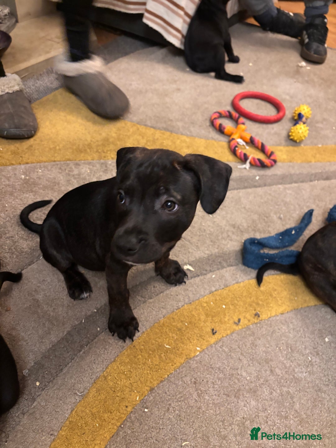 Mixed Breed dogs for sale: Beautiful Staffy Pups, 3 Boys, 4 Girls - Advert 3