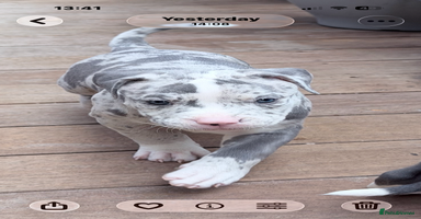 American Bully dogs - Advert 16