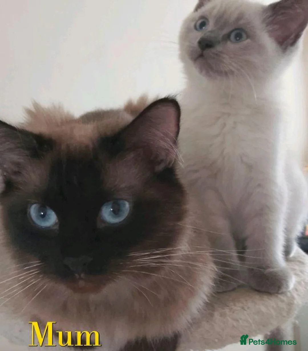 Ragdoll cats for sale: Ragdoll kittens - Advert 2