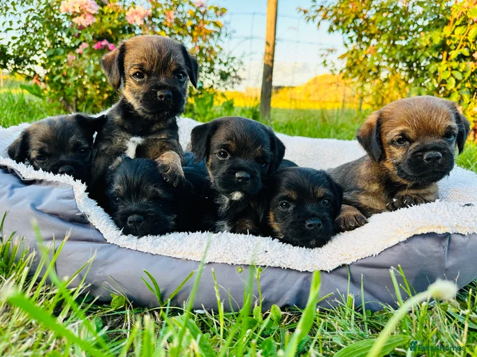 Gallery Image {{count}}