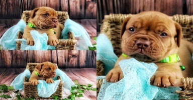 Dogue De Bordeaux dogs - Advert 8
