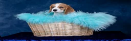 Beagle dogs for sale: CH Sired, Fully Health Tested, KC Reg, Beagle Pups - Advert 20