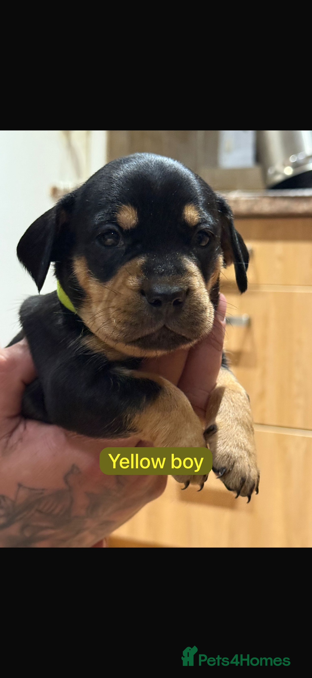 Mixed Breed dogs for sale: 🐾 Beautiful French Bull Weiners 🐾  - Advert 7