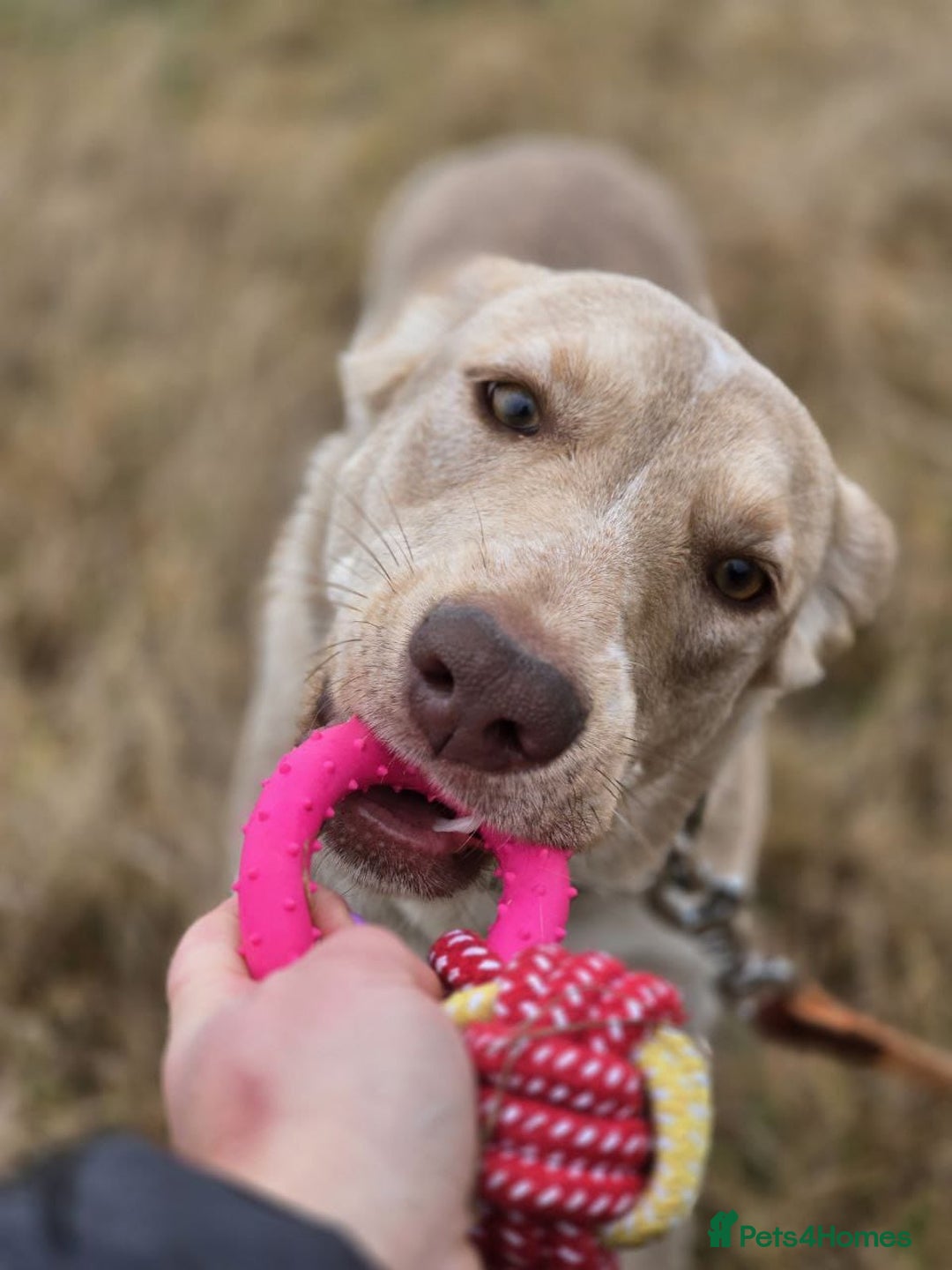 Mixed Breed dogs for adoption: ❤️ JENA – A Gentle 1 year old Girl ❤️ - Advert 17