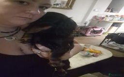 Miniature Dachshund dogs for sale: MINIATURE DACHSHUND FEMALE  - Image 8