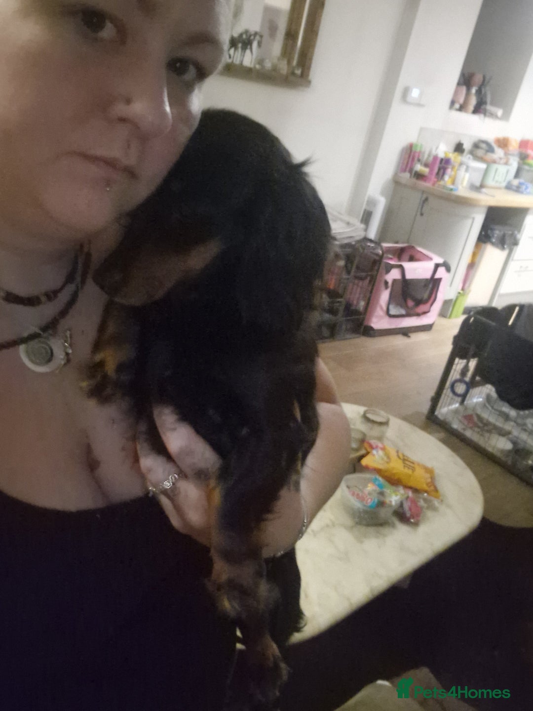 Miniature Dachshund dogs for sale: MINIATURE DACHSHUND FEMALE  - Image 8
