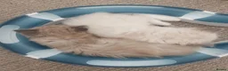 Ragdoll cats for sale: Traditional & Cherubim Ragdoll Kittens -  TICA - Advert 6