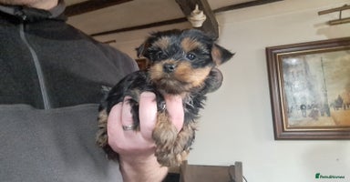 Yorkshire Terrier dogs Pedigree Yorkshire terrier puppy's  - Advert 8