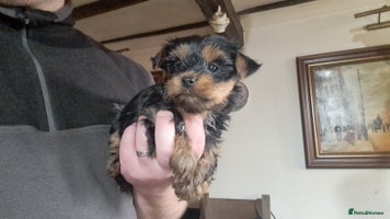 Yorkshire Terrier dogs Pedigree Yorkshire terrier puppy's - Advert 1