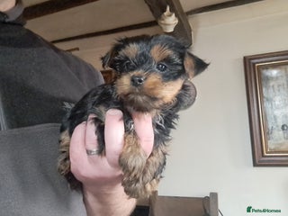 Yorkshire Terrier dogs Pedigree Yorkshire terrier puppy's - Advert 4