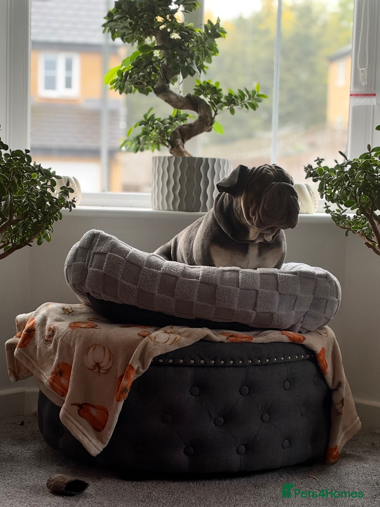 Mixed Breed dogs Velvet French bulldog boy  - Advert 2