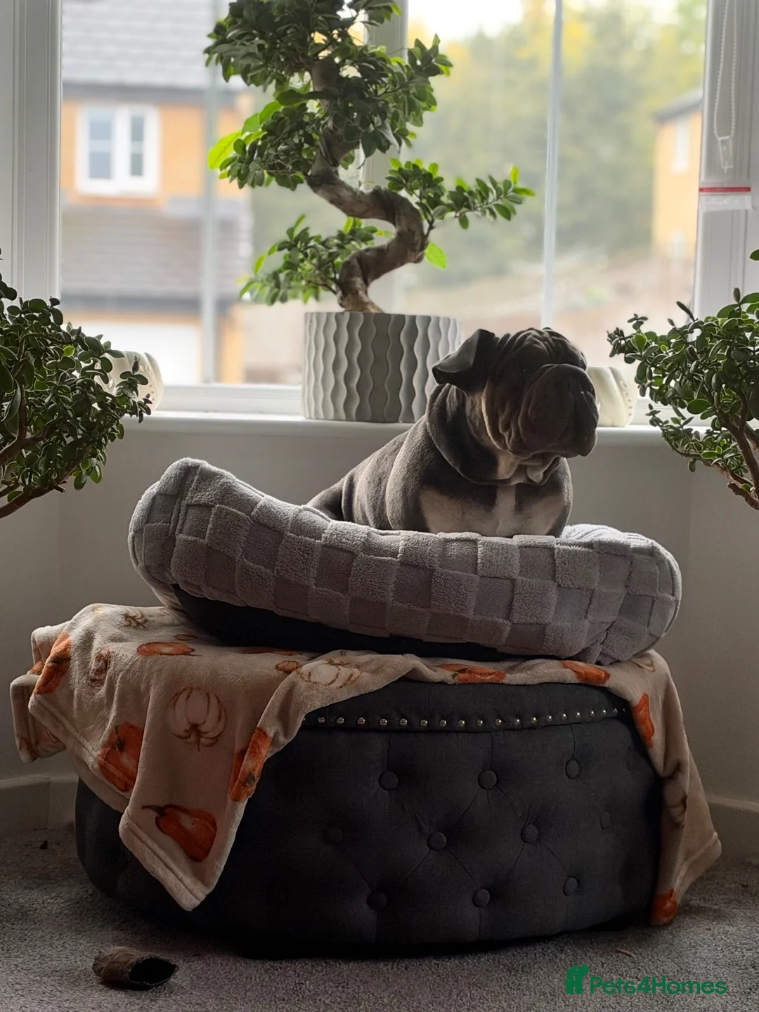 Mixed Breed dogs for sale: Velvet French bulldog boy  - Advert 1