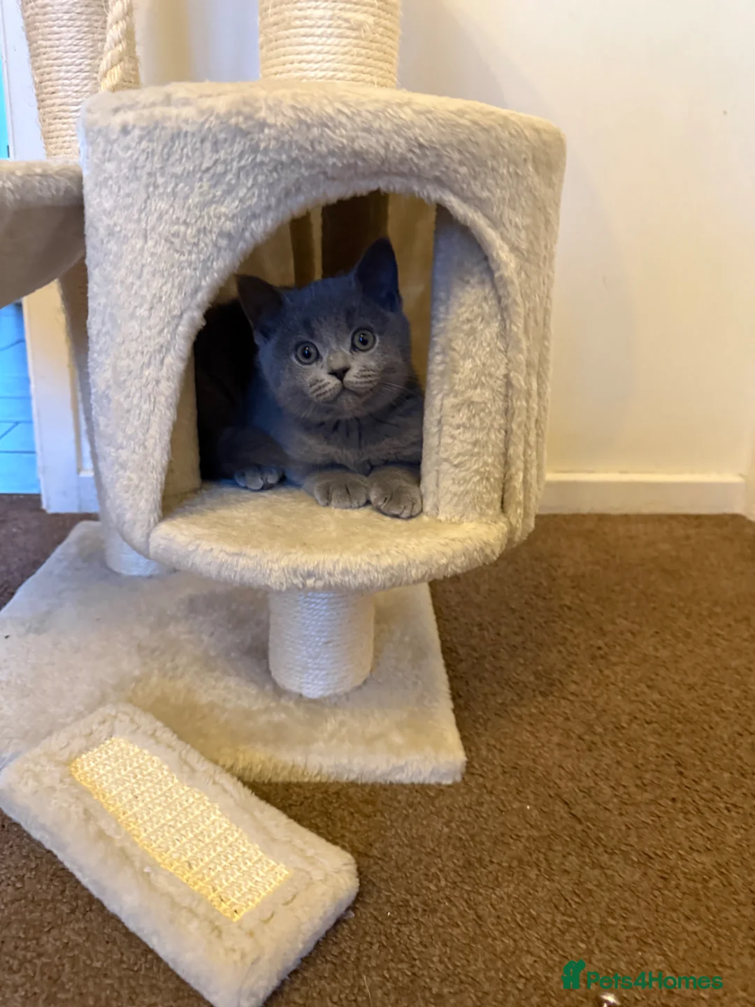 British Shorthair cats for sale: British Shorthair kitten  in Tipton - Advert 1