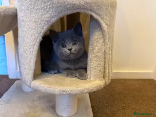 British Shorthair cats British Shorthair kitten - Advert 1