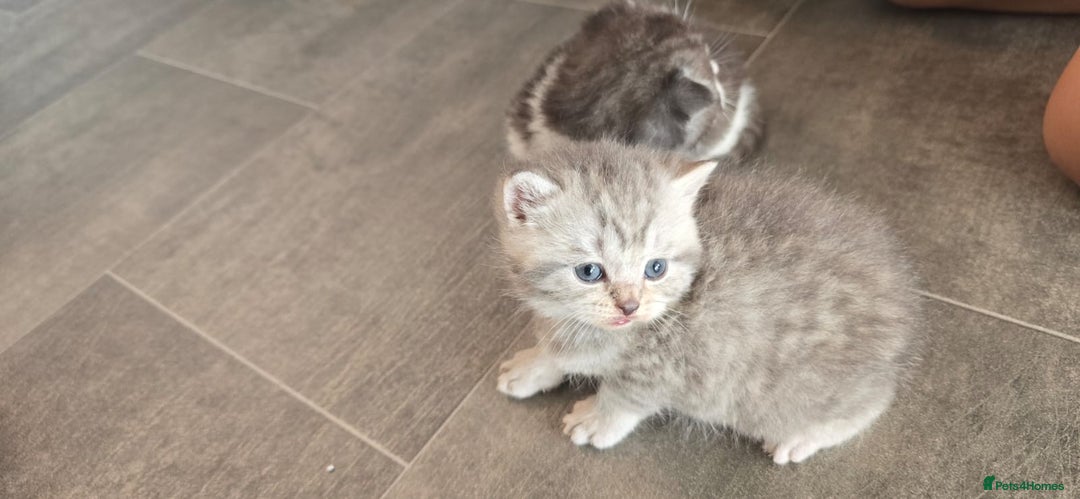 Scottish Fold cats for sale: For sale Scottish fold kitties  - Image 6