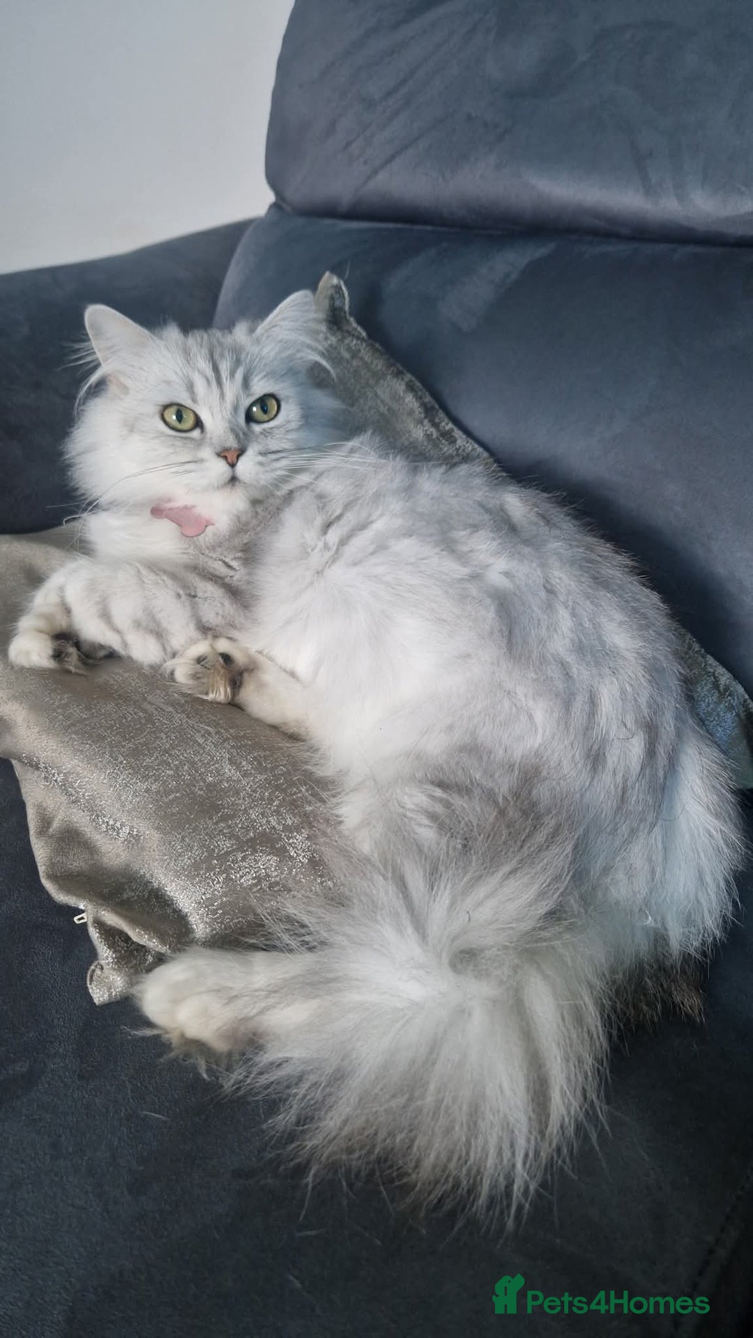 Persian cats for sale: Persian Chinchilla  - Image 8