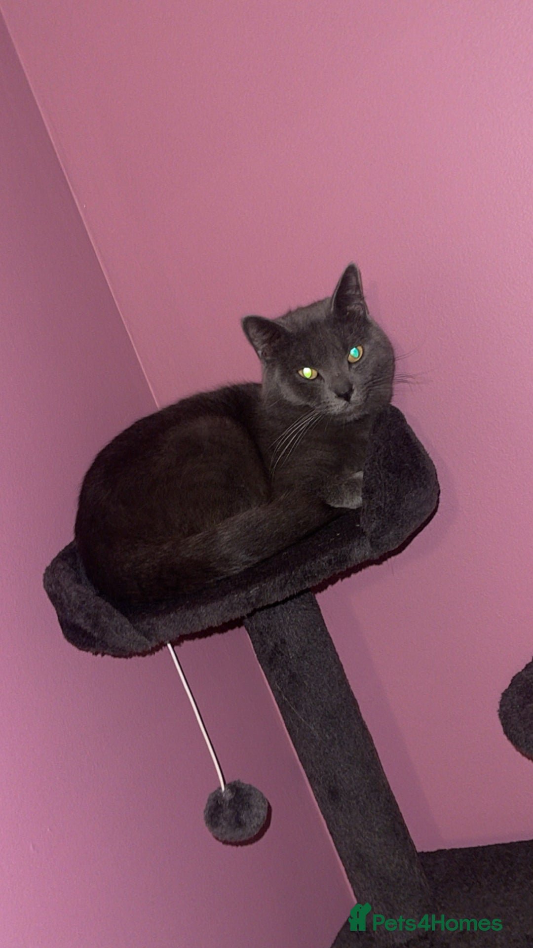 British Shorthair cats for sale: British shorthair - Ash  - Advert 2