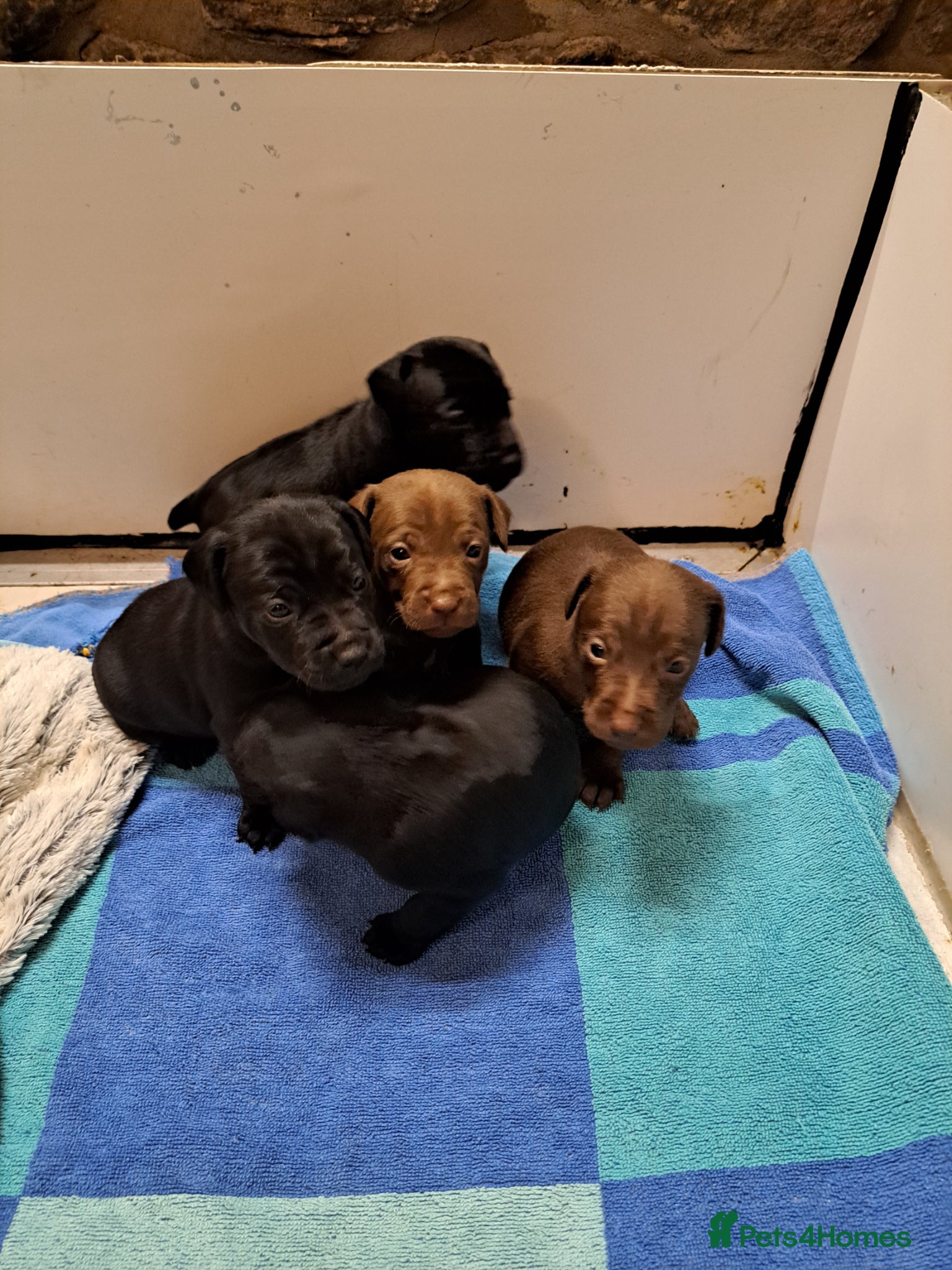 Patterdale Terrier dogs Patterdale puppies for sale - Advert 2