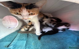 British Longhair cats for sale: Fluffy Male Kitten - Advert 10