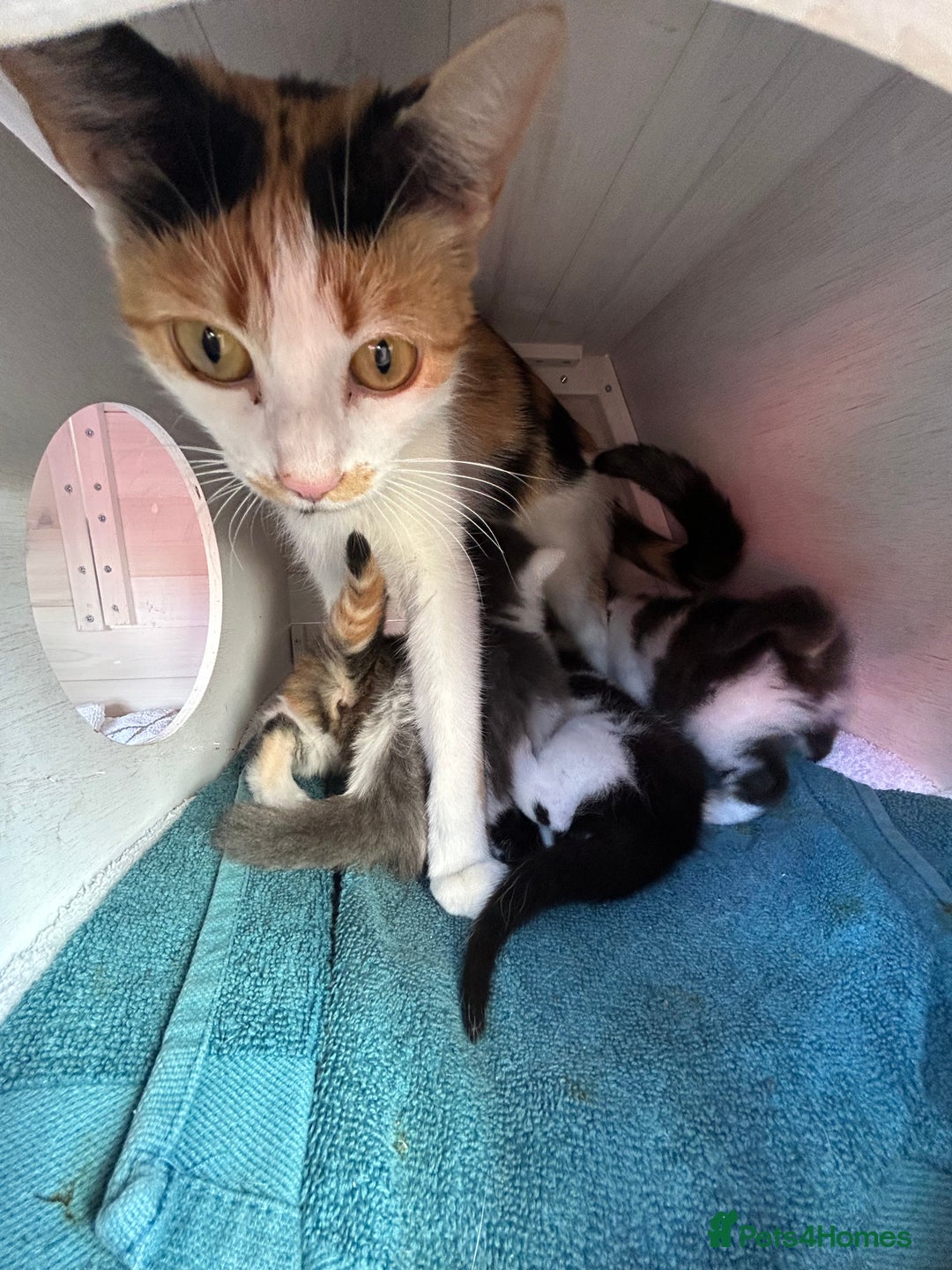 British Longhair cats for sale: Fluffy Male Kitten - Advert 10