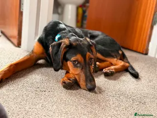 Mixed Breed dogs Handsome Alfie - 5 months old Hound cross - Advert 2