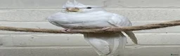 Cockatiels birds for sale: Stunning young pair of cockatiels with DNA - Advert 8