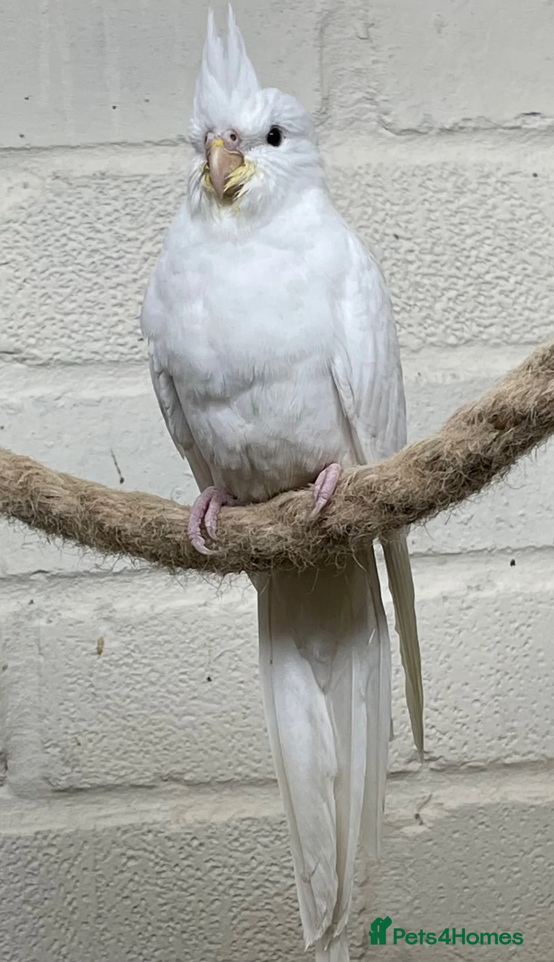 Cockatiels birds for sale: Stunning young pair of cockatiels with DNA - Advert 8
