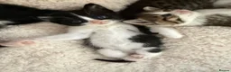 Mixed Breed cats for sale: 3 male kittens for sale  in Evesham - Advert 27