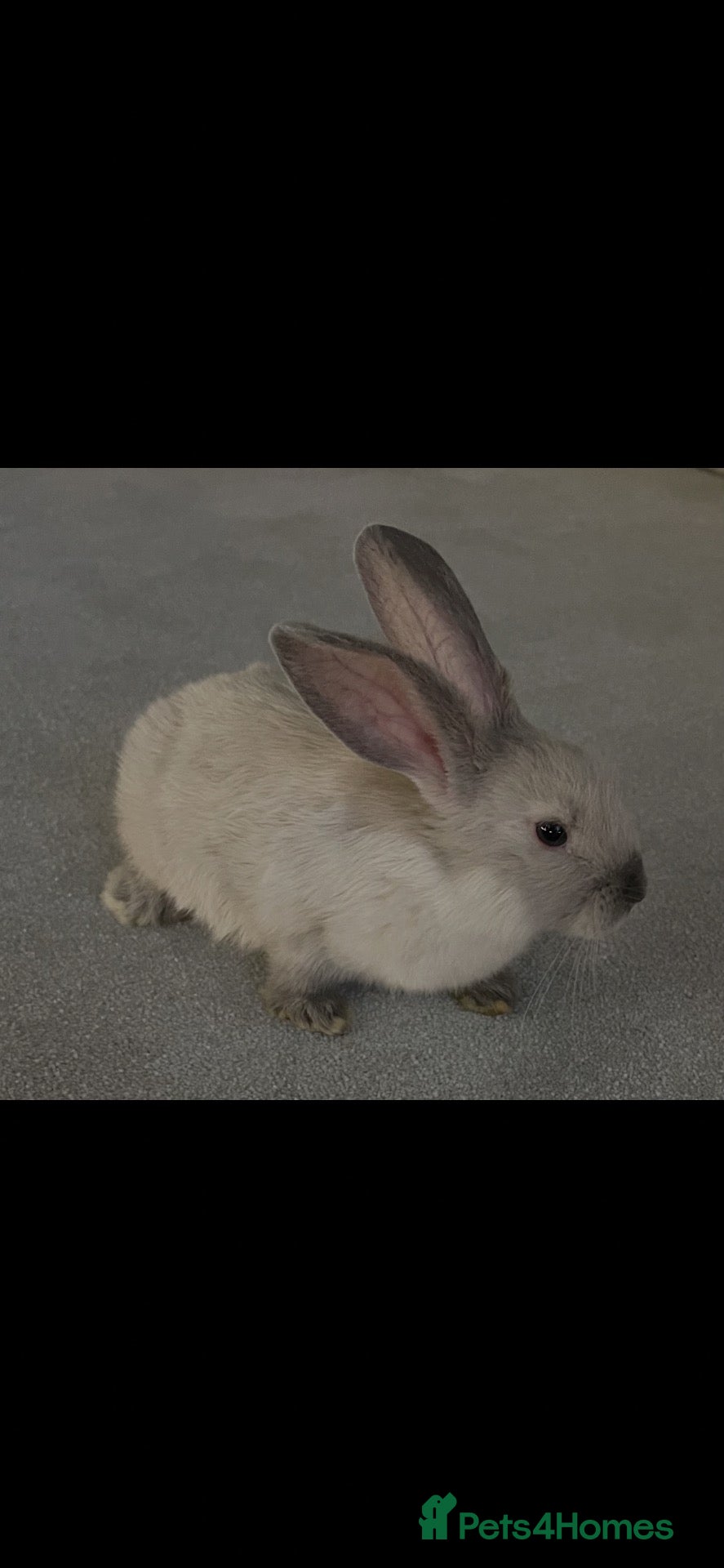 Mini Lop rabbits Vanilla & caramel  - Advert 1