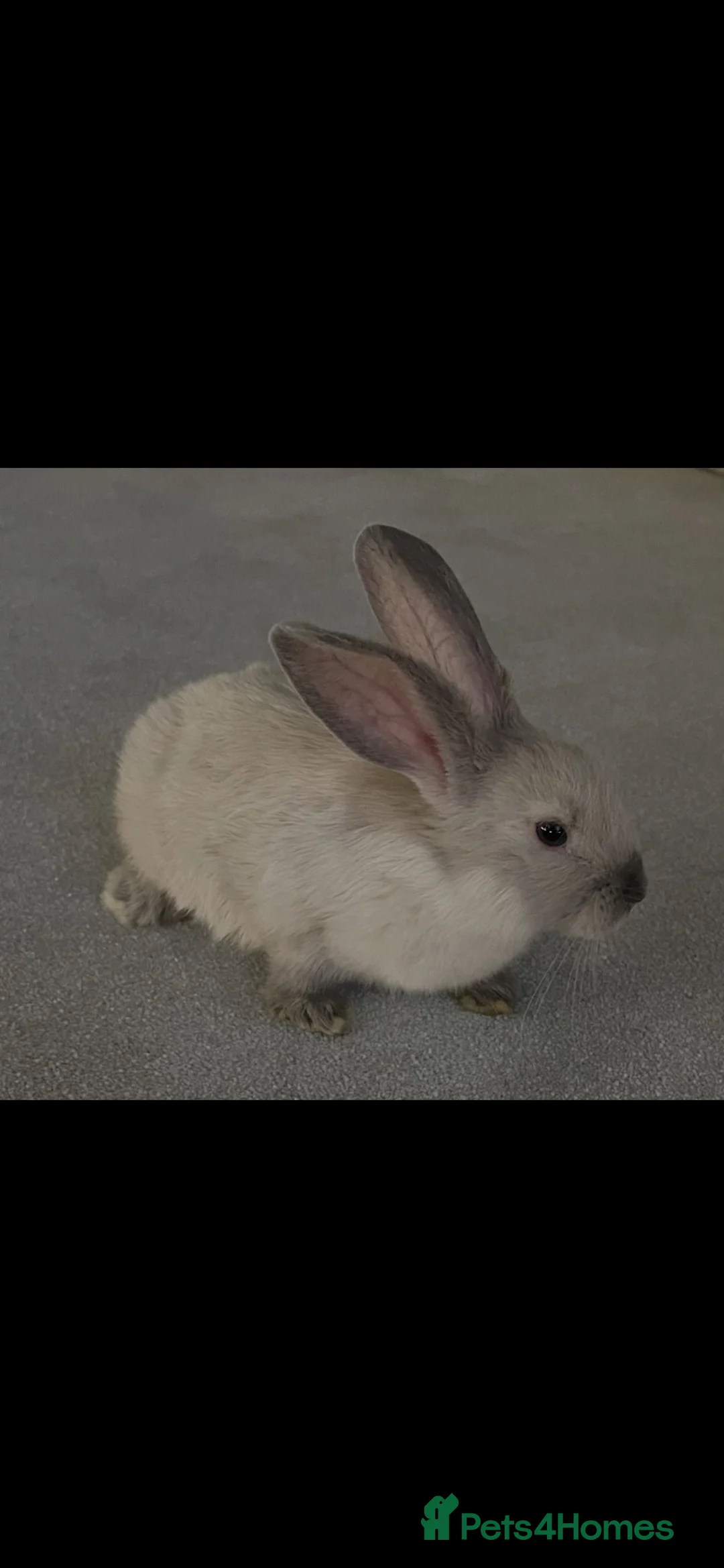 Mini Lop rabbits for sale: Vanilla & caramel  in Blackpool - Advert 1