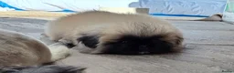 Pekingese dogs for sale: KC Registered Pekingese Puppies top quality  - Advert 4