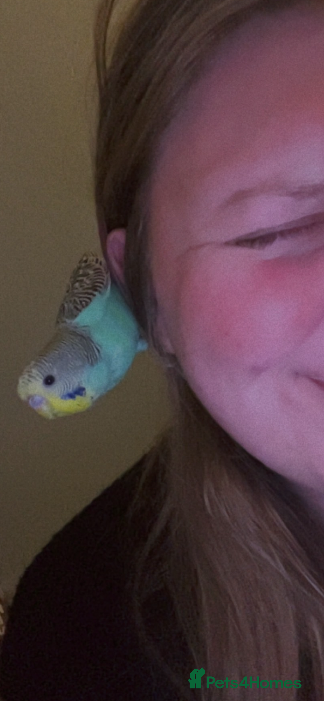 Budgerigars birds for sale: Hand reared budgie - Eddie - Advert 3