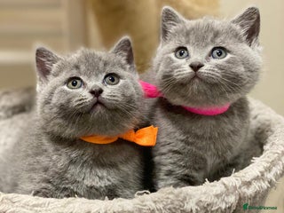 British Shorthair cats ✨British Shorthair Kittens looking for new family✨ - Advert 17